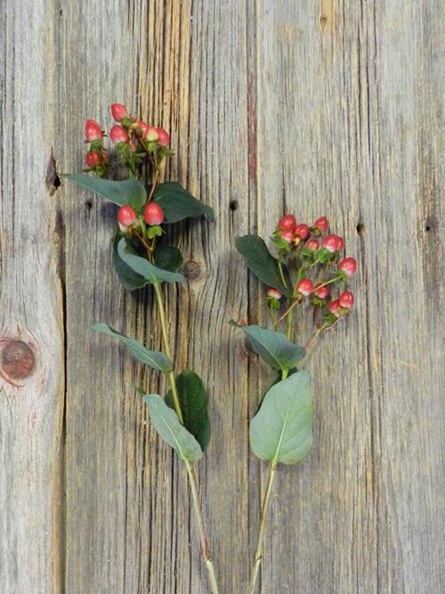  RED HYPERICUM